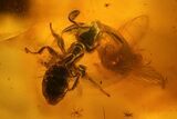 Fossil Ant (Formicidae) and a Spider (Araneae) In Baltic Amber #139082-2